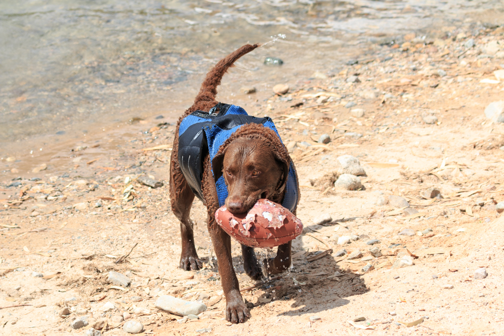 Labor Day 2015 RiverScene Dog Day