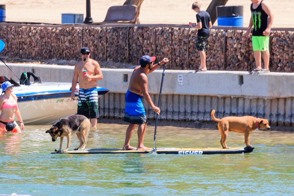 Labor Day 2015 RiverScene Dog SUP