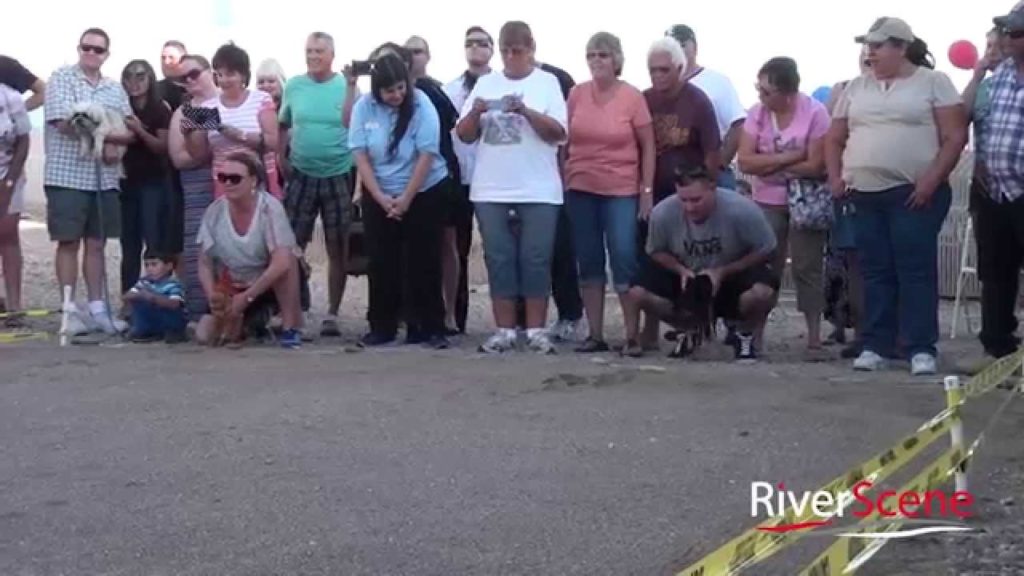 Chihuahua Races
