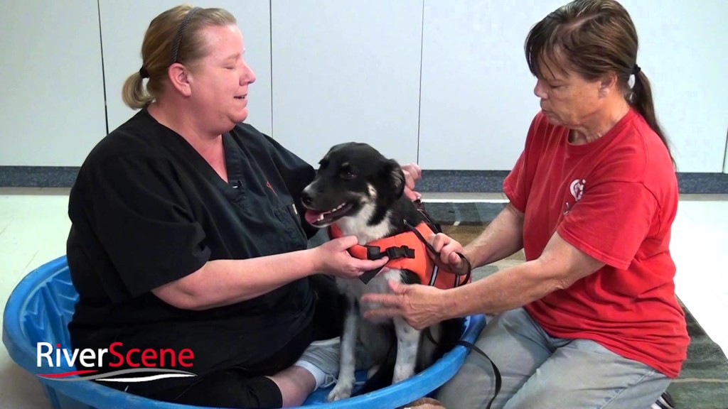 How to  Keep Your Pets Cool and Safe During a Havasu Summer