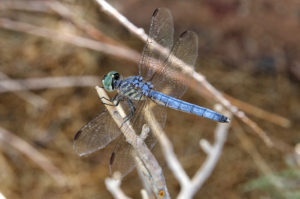 A dragon fly sits on a branch along a trail in the Bill Williams Refuge. Jillian Danielson/RiverScene 