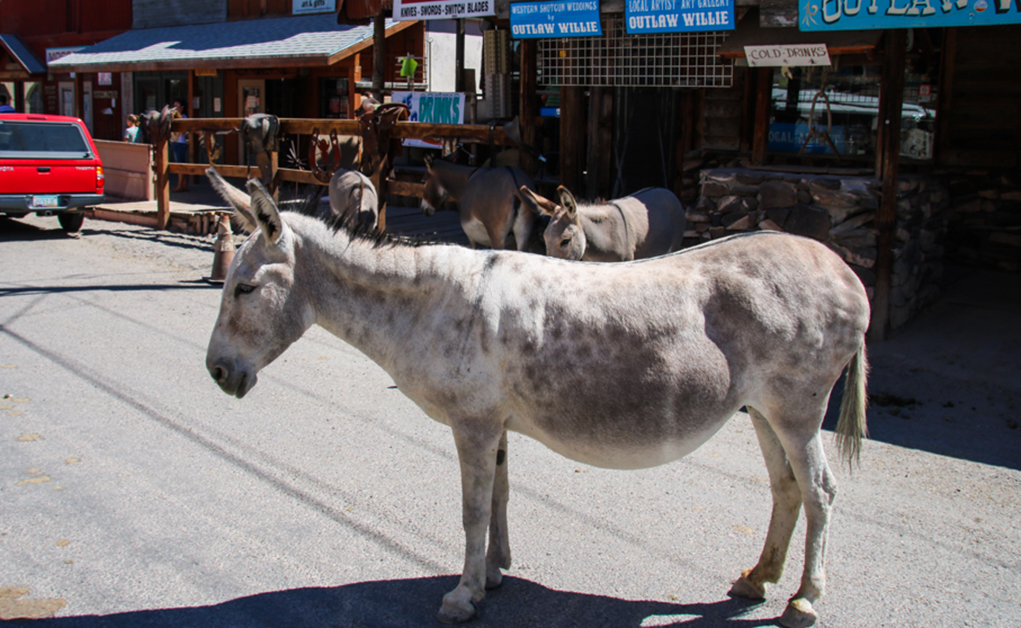 Day Tripping: Oatman