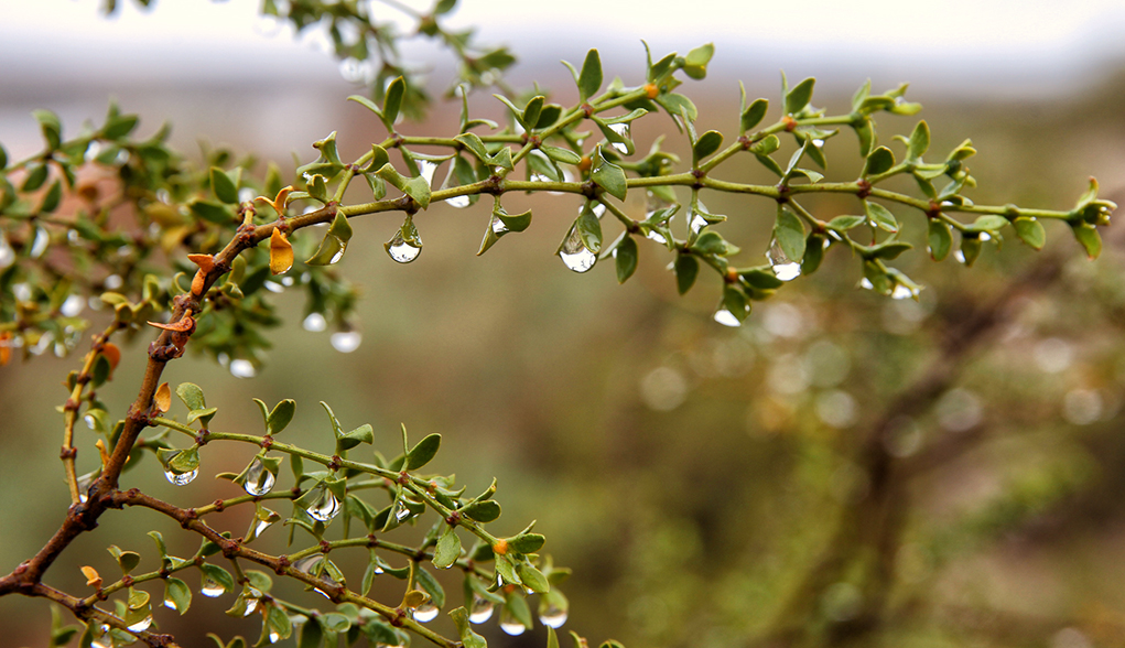 Wet And Breezy Christmas Eve Forecast