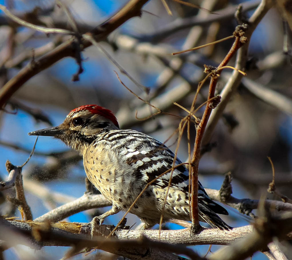 ladderbacked-woodpecker-male-cimg_6861-2