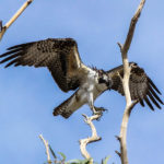 Birds, common to the Colorado River area. Ken Gallagher/RiverScene