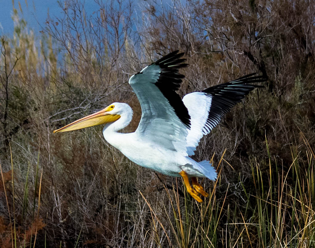 white-pelican-2