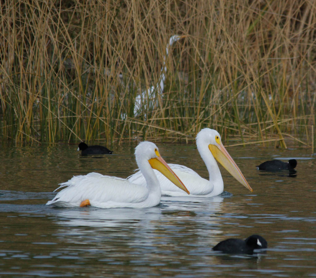 white-pelicans-great-white-egret