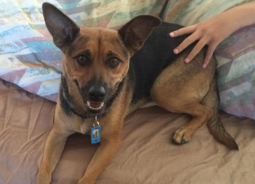 Lost Dog Survives 3 Months In Desert Before Reuniting With Local Family