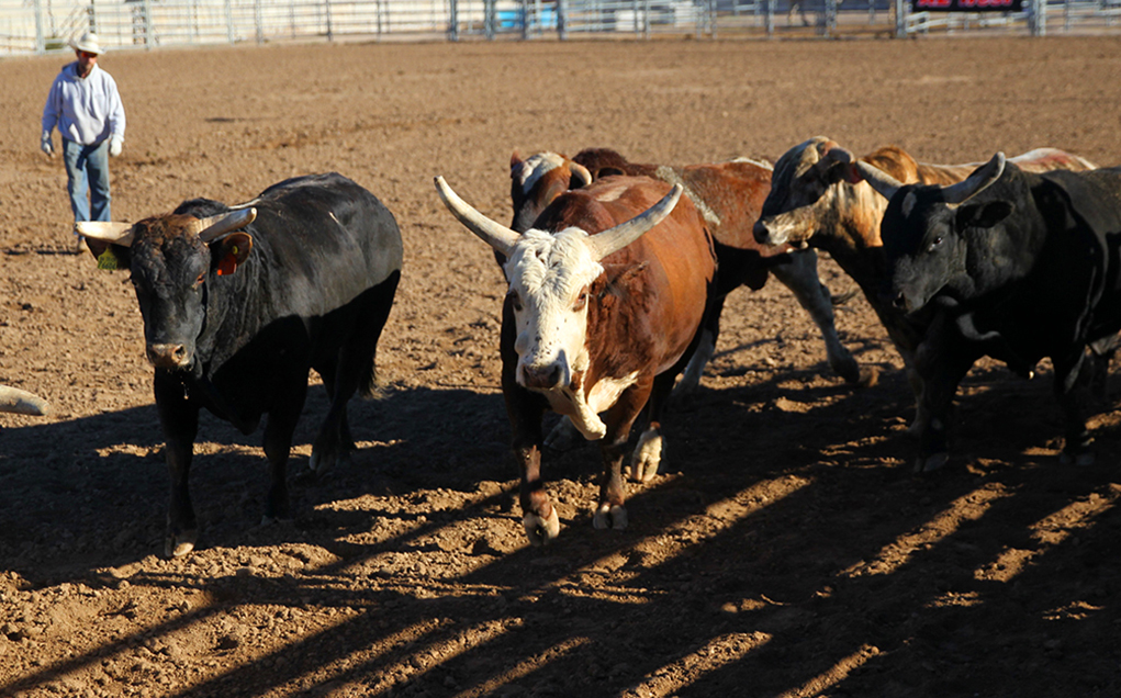 Havasu Weekend Features Rodeo And Little Delbert Days Fun