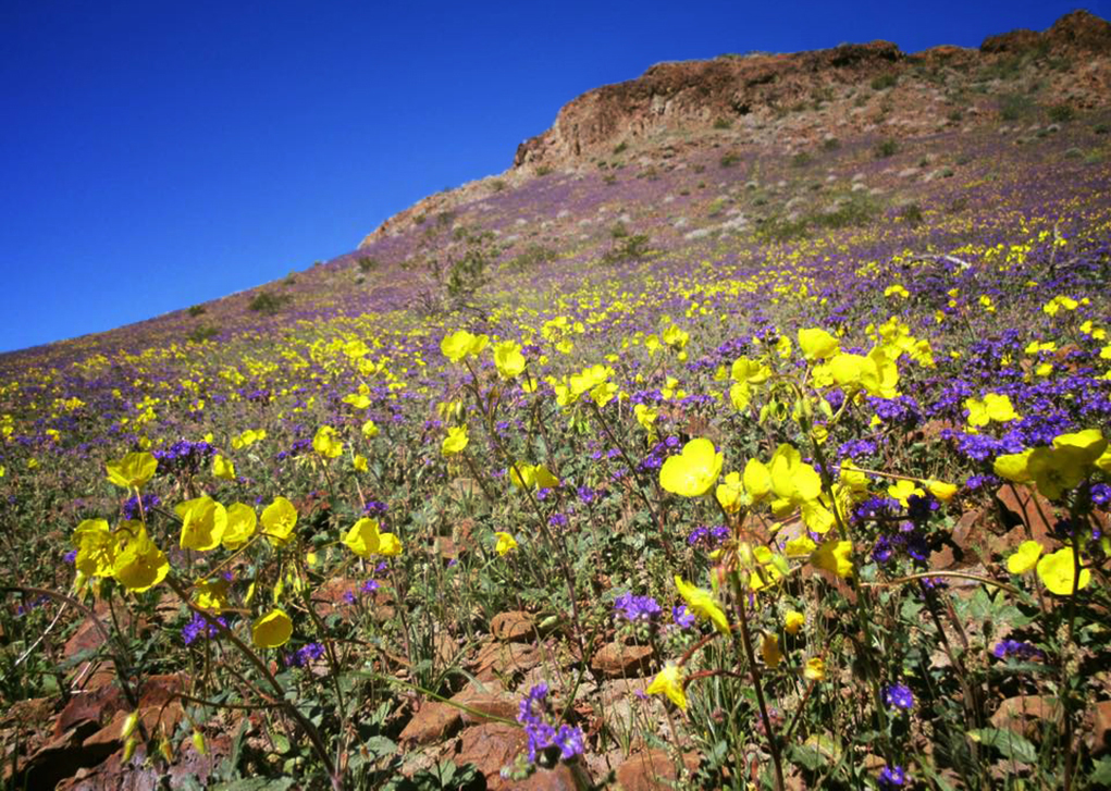 The Desert In Bloom