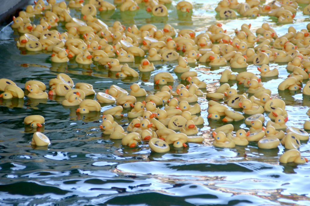 Annual Western Arizona Humane Society Duck Derby Set For Saturday
