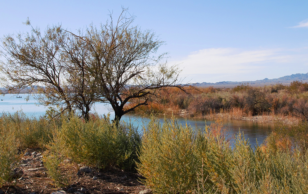 Exploring Havasu: Experience The Tranquility Of Mesquite Bay