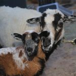 22nd Annual Drive-Through Nativity Begins Tonight