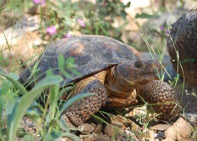 May The Tortoise Be With You!