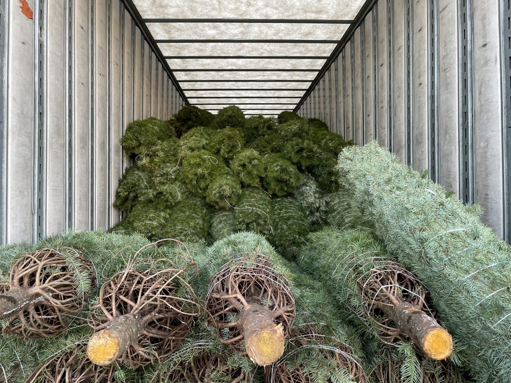 Marine Corps League Christmas Trees Go On Sale
