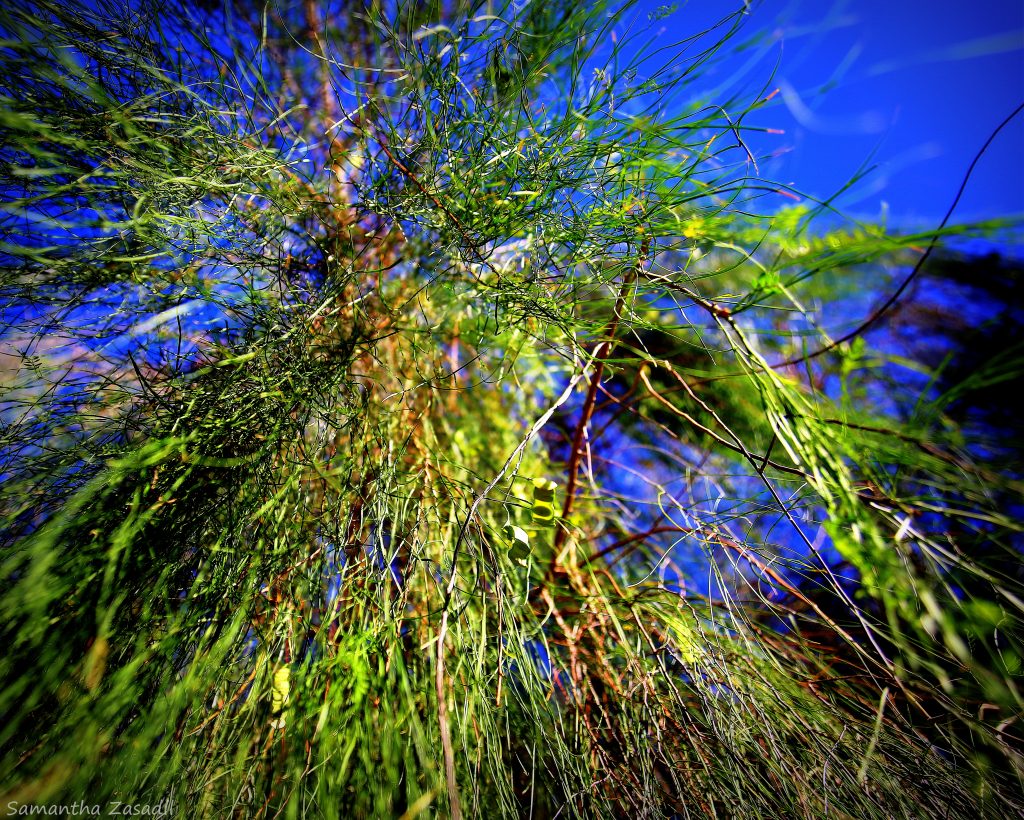 It Isn’t Easy Being Green In The Desert – RiverScene Photo Gallery Green