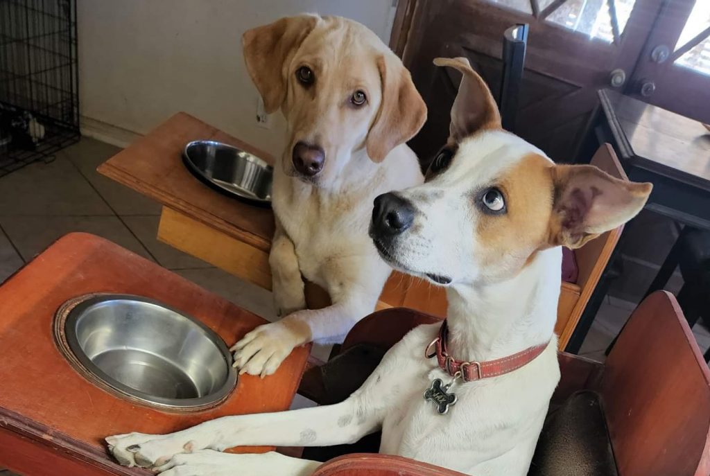 Nonprofit Giving At-Risk Animals A Second Chance