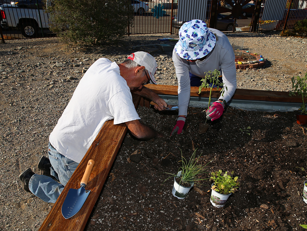 Community Garden Offers Blooms, Produce And Educational Opportunties In Havasu