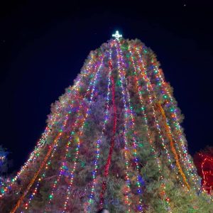Farewell Ceremony For Wheeler Park Community Tree Set For Wednesday