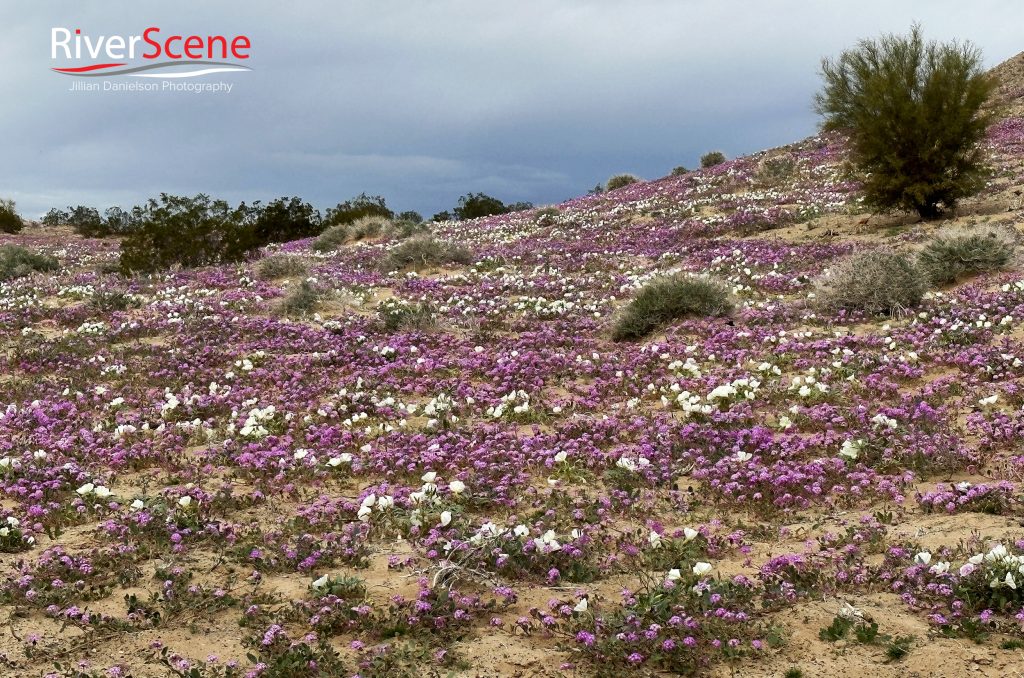 The Mysterious Desert Reveals Its Colors In the Spring