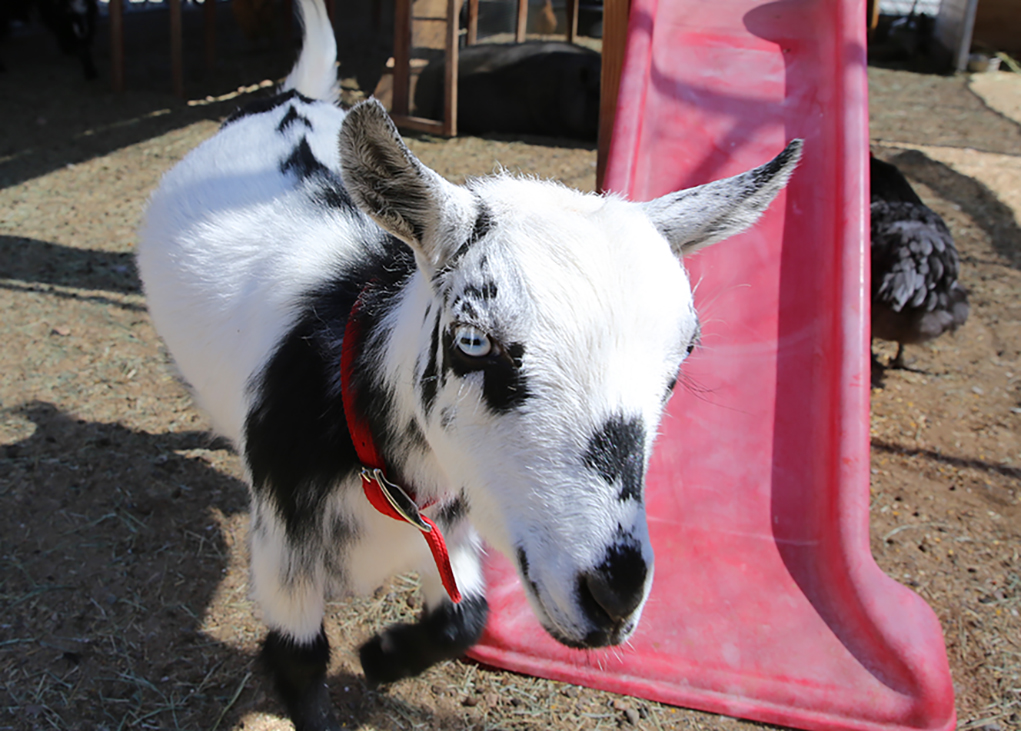 Local Petting Zoo Offers A Safe And Fun Experience For Kids And Families