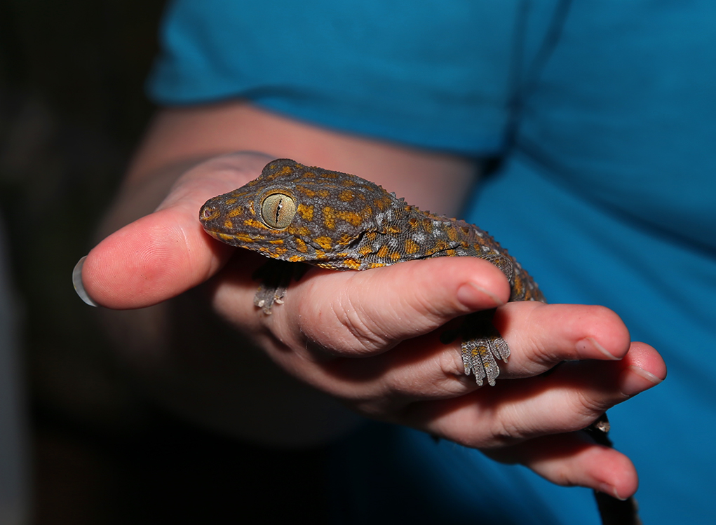 Reptilian Sanctuary Provides Safe Home For Reptiles In Lake Havasu City