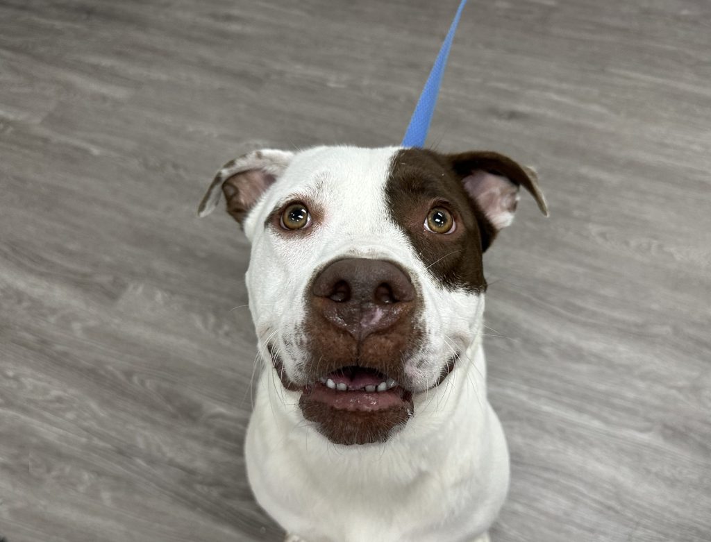 Western Arizona Humane Society  Hosting Special ‘Clear The Shelter’ Adoption  Event