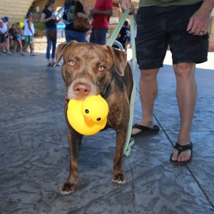 Annual Duck Derby Raises Funds For Humane Society