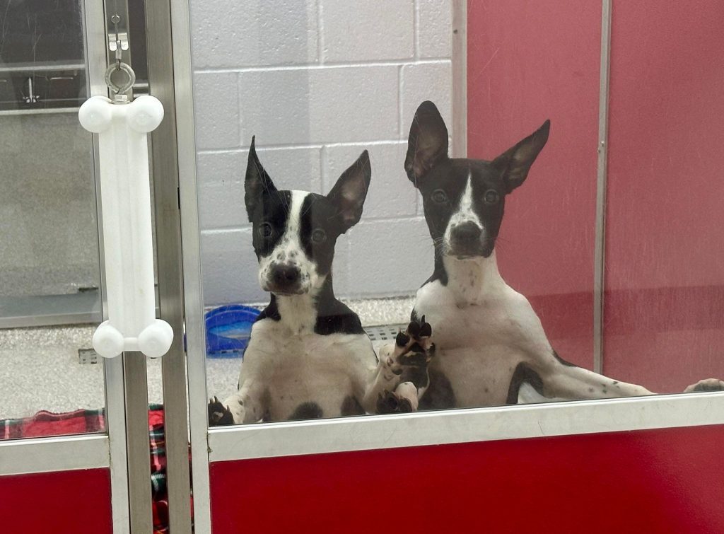 Western Arizona Humane Society At Full Capacity Seeks Pet Parents