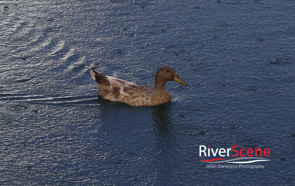 Lake Havasu RiverScene Magazine Rain Jillian Danielson Photography McCulloch Blvd. Rainstorm Rain