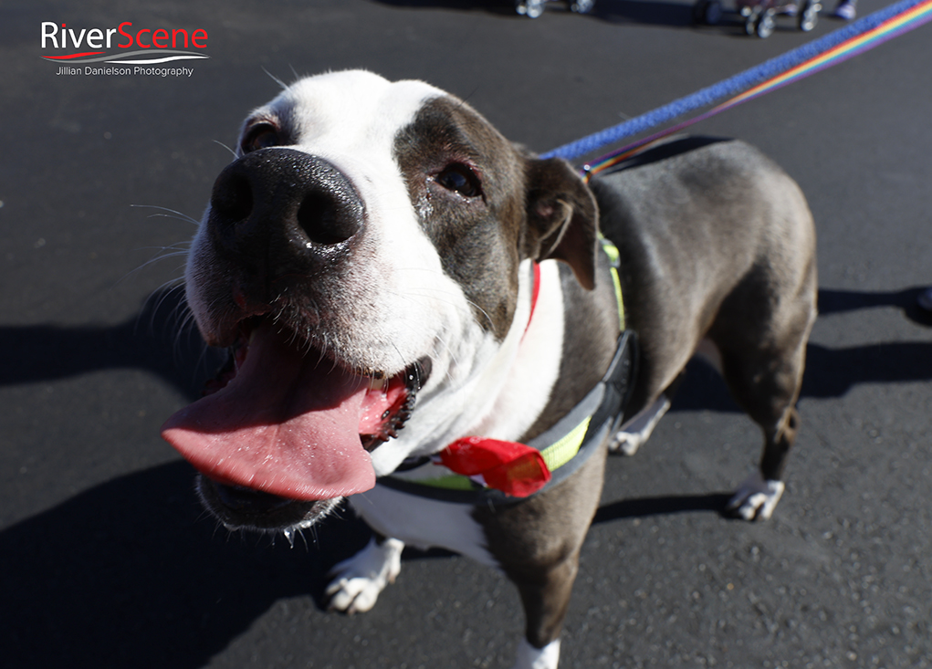 RiverScene Magazine London Bridge Days Parade 2024 Lake Havasu City Jillian Danielson Photography