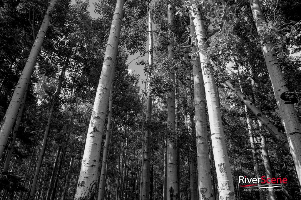 Oak Creek Canyon Sedona 