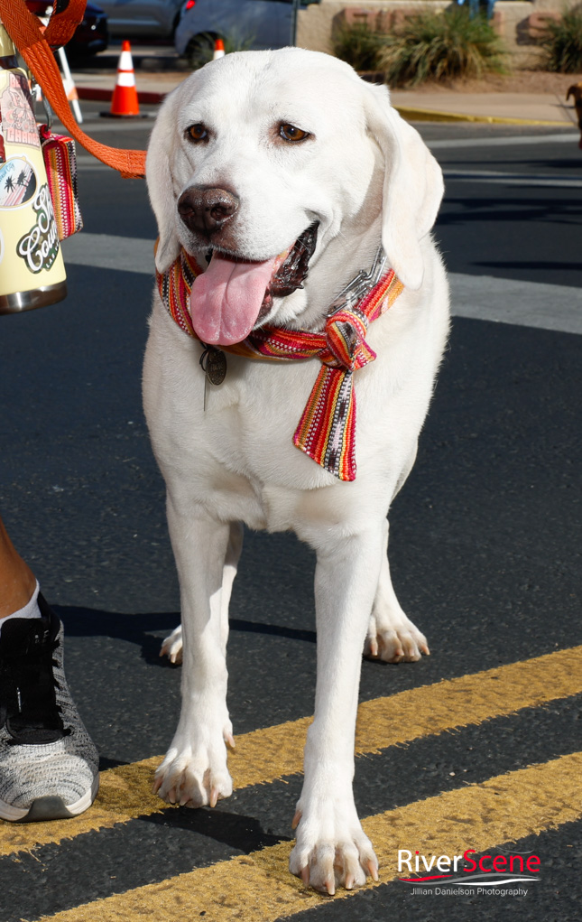 London Bridge Days Parade 2025 RiverScene Magazine Lake Havasu