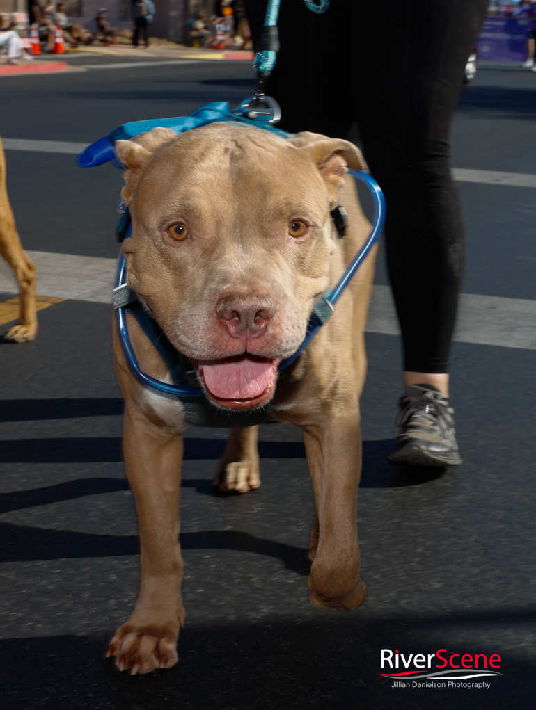 London Bridge Days Parade 2025 RiverScene Magazine Lake Havasu