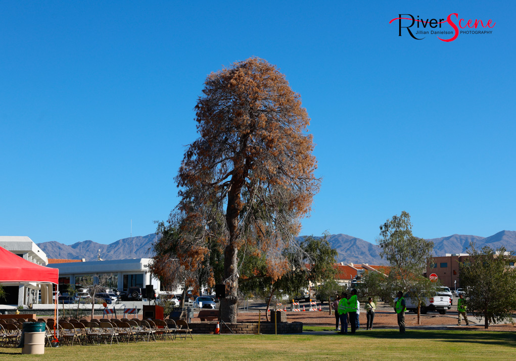 Christmas Tree Wheeler Park RiverScene Magazine Jillian Danielson Photography Havasu Pioneers Parks and Recreation Lake Havasu 