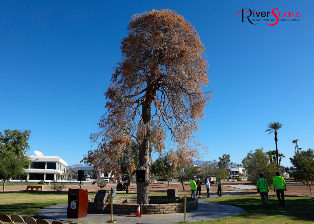 Christmas Tree Wheeler Park RiverScene Magazine Jillian Danielson Photography Havasu Pioneers Parks and Recreation Lake Havasu 