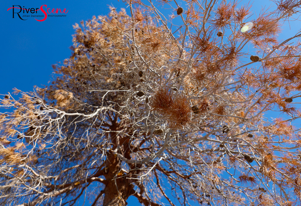 Christmas Tree Wheeler Park RiverScene Magazine Jillian Danielson Photography Havasu Pioneers Parks and Recreation Lake Havasu 