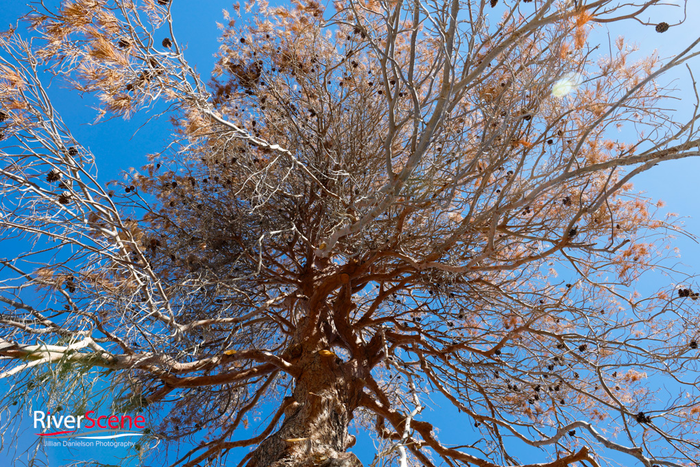 Christmas Tree Wheeler Park RiverScene Magazine Jillian Danielson Photography Havasu Pioneers Parks and Recreation Lake Havasu 