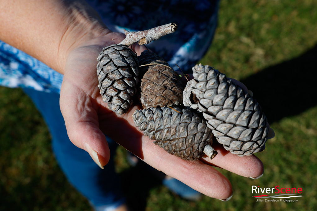 Christmas Tree Wheeler Park RiverScene Magazine Jillian Danielson Photography Havasu Pioneers Parks and Recreation Lake Havasu 