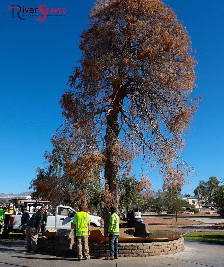 Christmas Tree Wheeler Park RiverScene Magazine Jillian Danielson Photography Havasu Pioneers Parks and Recreation Lake Havasu 