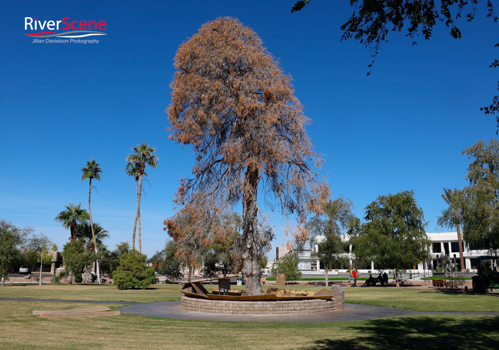 Christmas Tree Wheeler Park RiverScene Magazine Jillian Danielson Photography Havasu Pioneers Parks and Recreation Lake Havasu 
