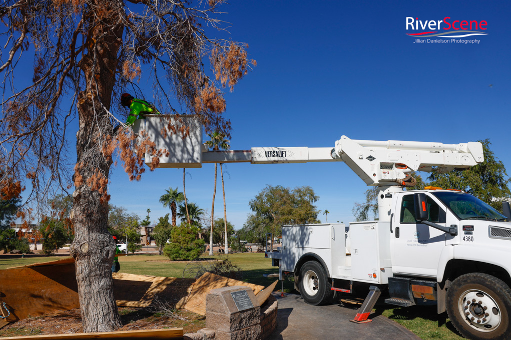 Christmas Tree Wheeler Park RiverScene Magazine Jillian Danielson Photography Havasu Pioneers Parks and Recreation Lake Havasu 