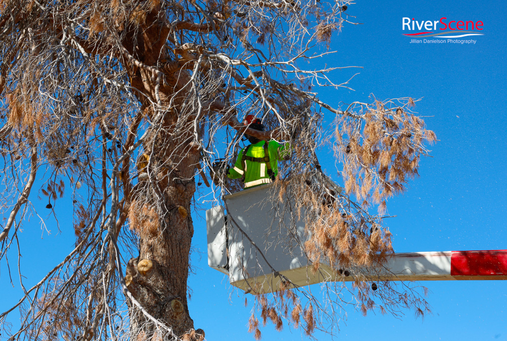 Christmas Tree Wheeler Park RiverScene Magazine Jillian Danielson Photography Havasu Pioneers Parks and Recreation Lake Havasu 