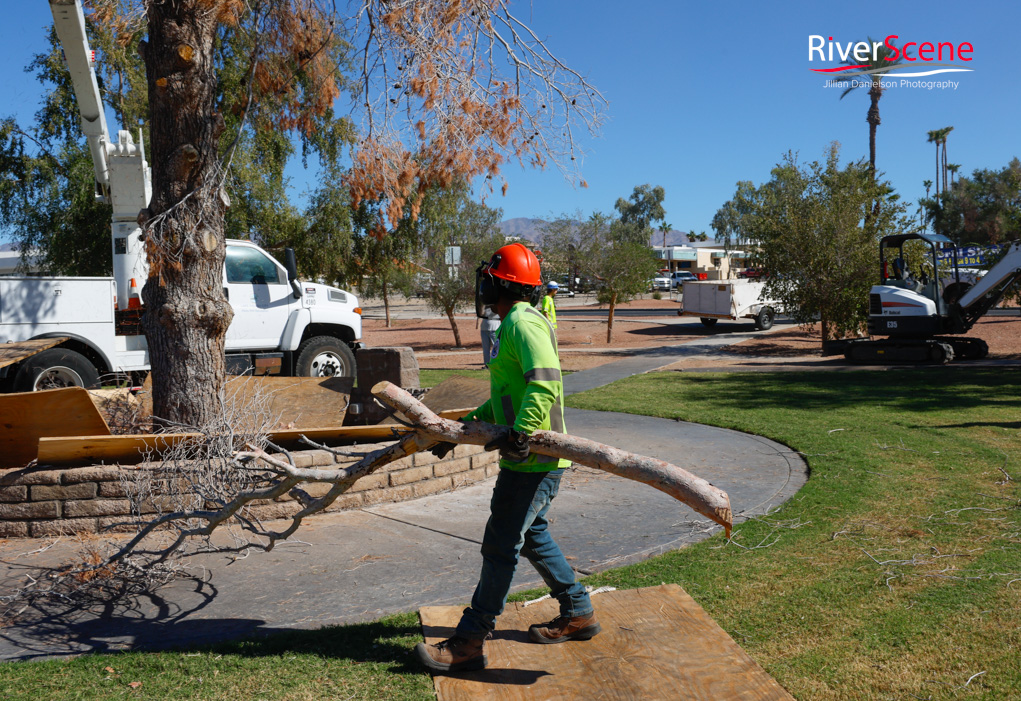 Christmas Tree Wheeler Park RiverScene Magazine Jillian Danielson Photography Havasu Pioneers Parks and Recreation Lake Havasu 
