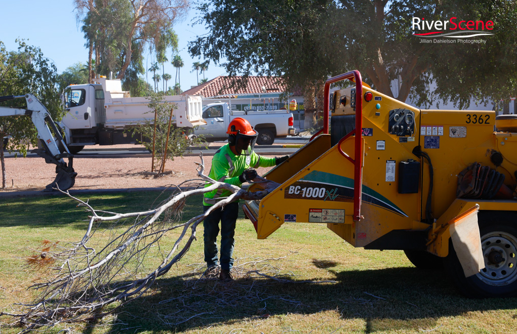 Christmas Tree Wheeler Park RiverScene Magazine Jillian Danielson Photography Havasu Pioneers Parks and Recreation Lake Havasu 