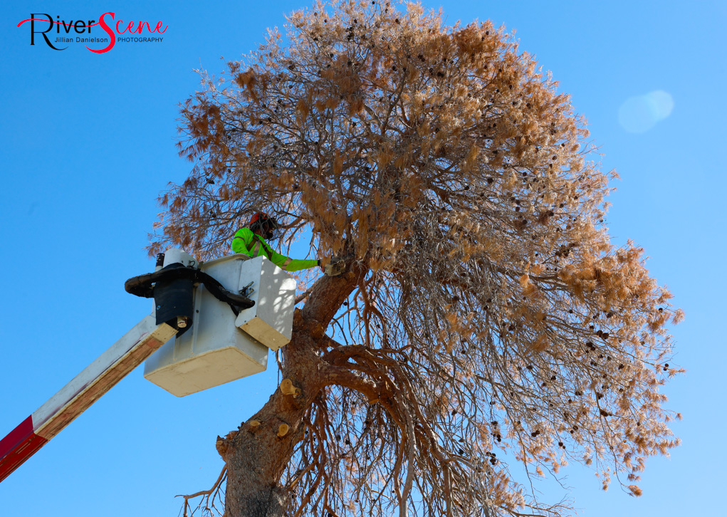 Christmas Tree Wheeler Park RiverScene Magazine Jillian Danielson Photography Havasu Pioneers Parks and Recreation Lake Havasu 