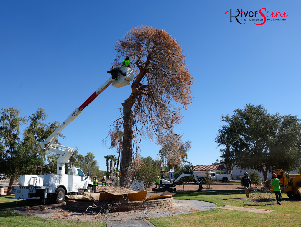 Christmas Tree Wheeler Park RiverScene Magazine Jillian Danielson Photography Havasu Pioneers Parks and Recreation Lake Havasu 