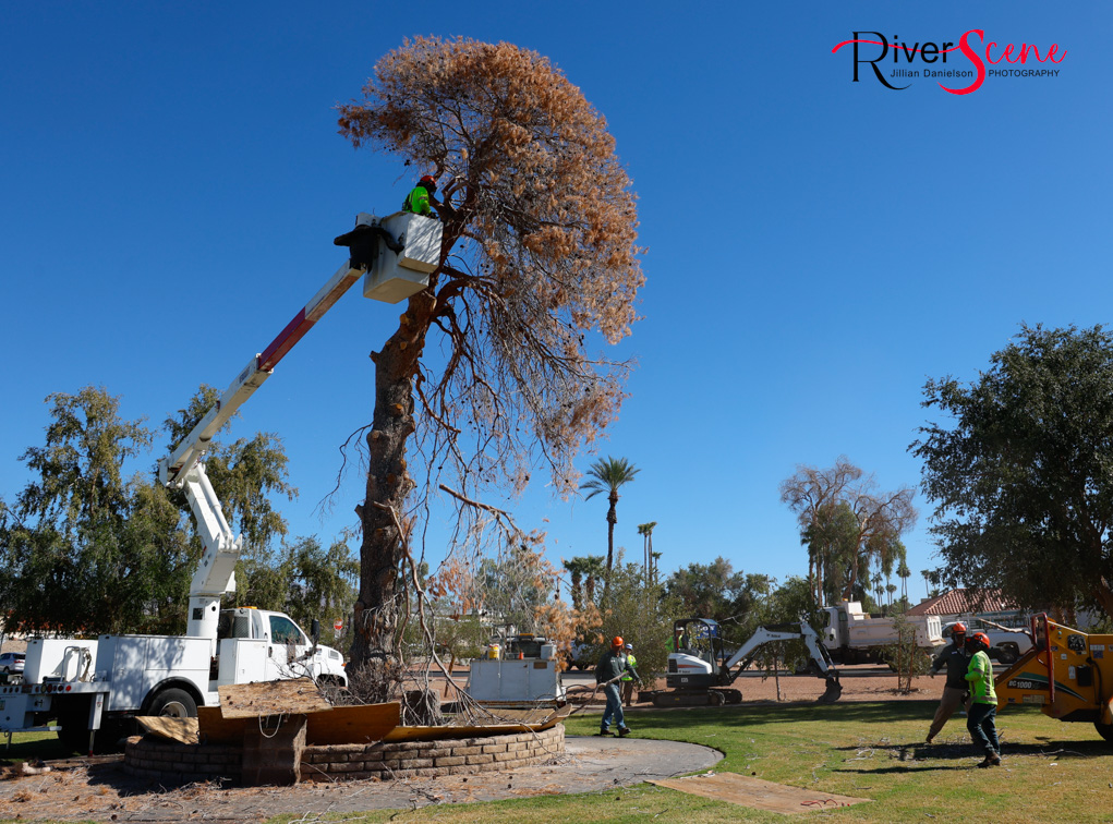 Christmas Tree Wheeler Park RiverScene Magazine Jillian Danielson Photography Havasu Pioneers Parks and Recreation Lake Havasu 