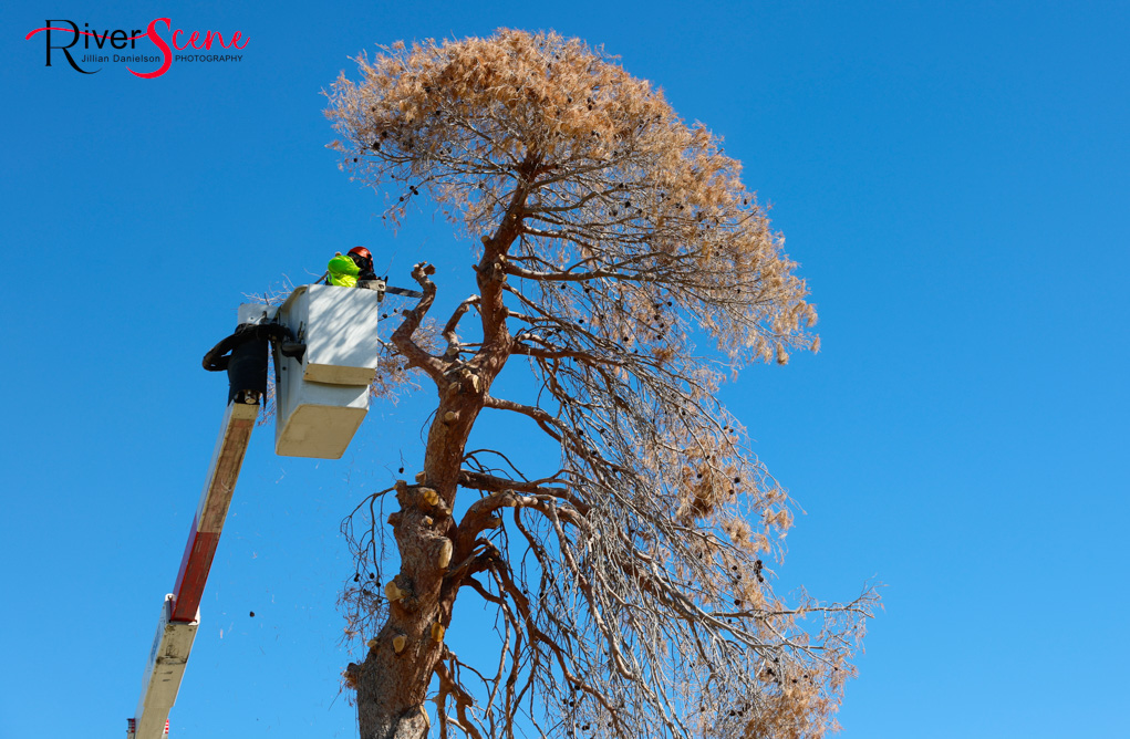 Christmas Tree Wheeler Park RiverScene Magazine Jillian Danielson Photography Havasu Pioneers Parks and Recreation Lake Havasu 