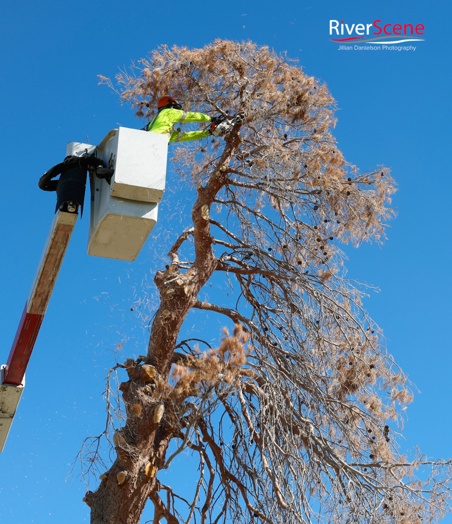 Christmas Tree Wheeler Park RiverScene Magazine Jillian Danielson Photography Havasu Pioneers Parks and Recreation Lake Havasu 